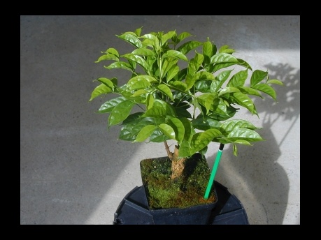 قهوه چاریریانا